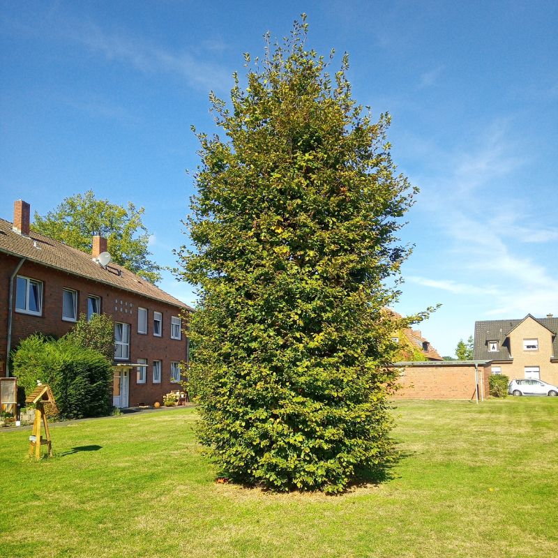 Objektpflege nachher